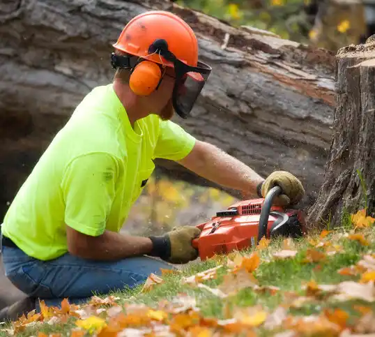 tree services Hildebran